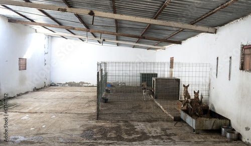 Photography Abandoned dogs in a cage