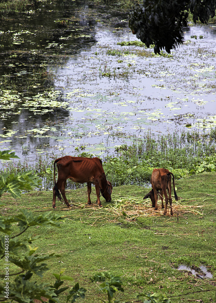 Naklejka premium Free cows