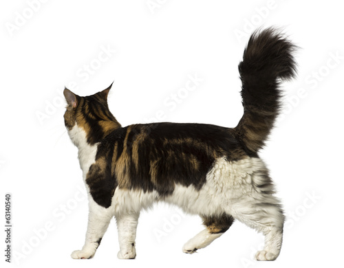 Fototapeta Naklejka Na Ścianę i Meble -  Maine Coon walking away