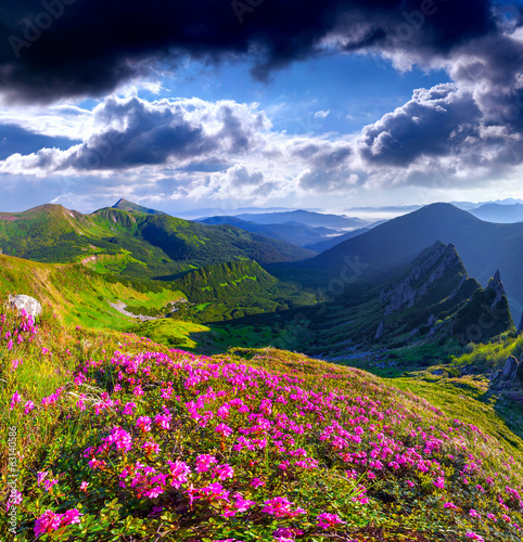 Magic pink rhododendron flowers on summer mountain © Andrew Mayovskyy
