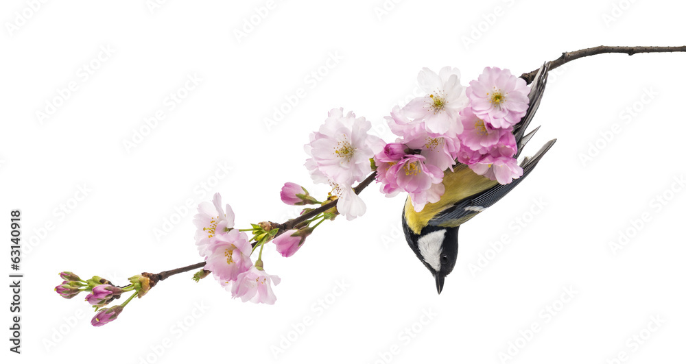 Fototapeta premium great tit perched on a flowering branch, Parus major