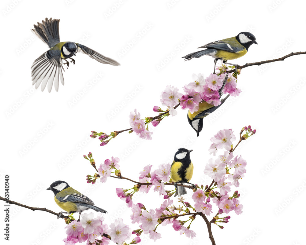 Fototapeta premium group of great tit perched on a flowering branch, Parus major