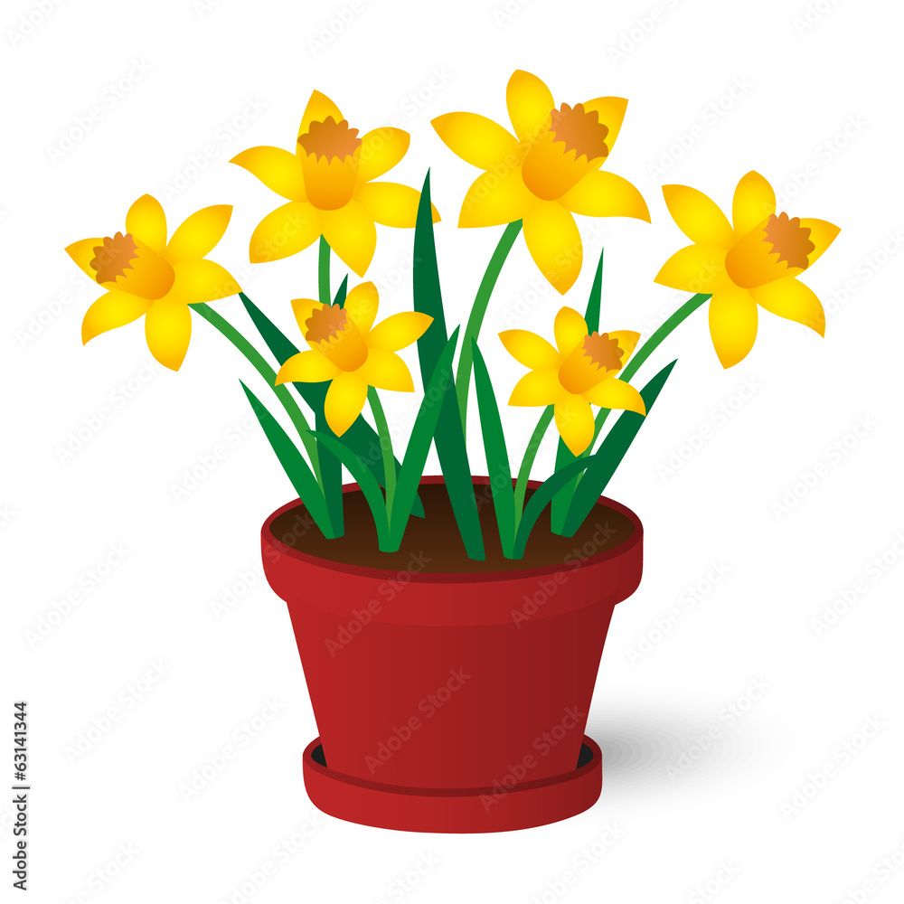 spring yellow daffodils growing in red pot