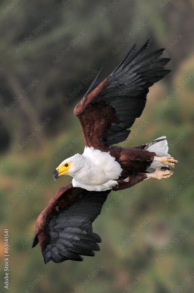 Obraz premium African fish eagle, Lake Naivasha, Kenya