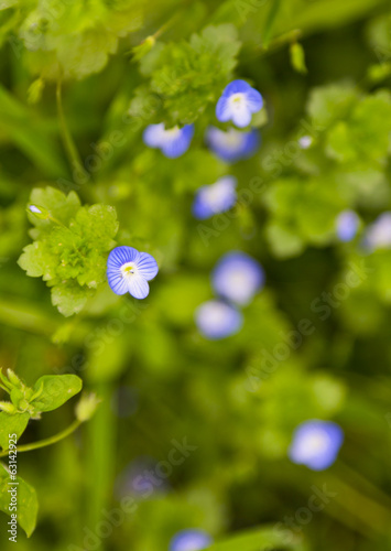 Little purple wild flowers