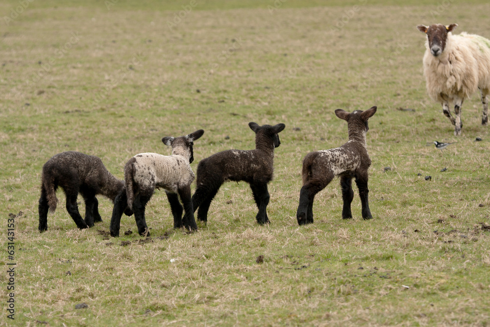 Ewe, Suffolk x Scottish Mule, running towards lambs Ewe, Suffolk x Scottish Mule, running towards lambs