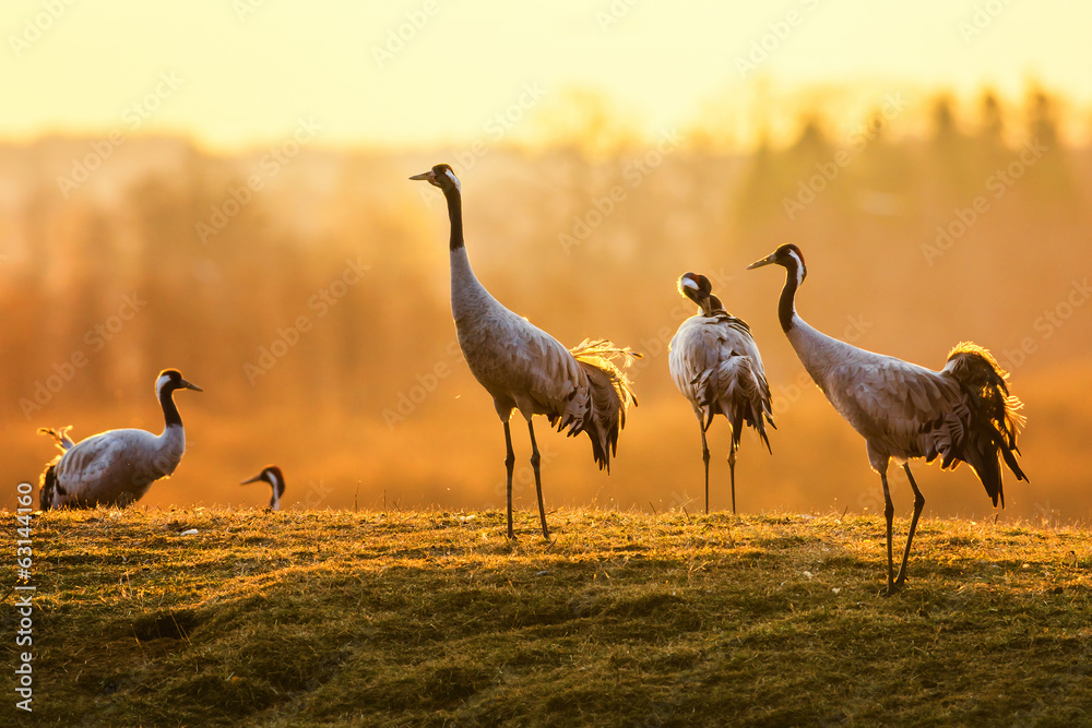 Naklejka premium Grupa ptaków żurawia rano na mokrej trawie
