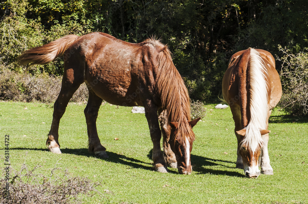 Fototapeta premium Horse