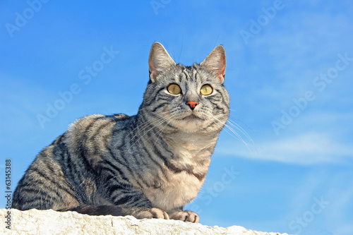 Katze auf der Mauer photo