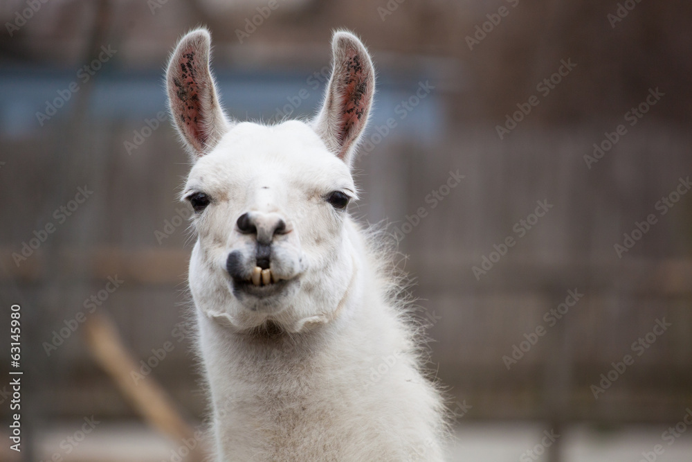 Lama