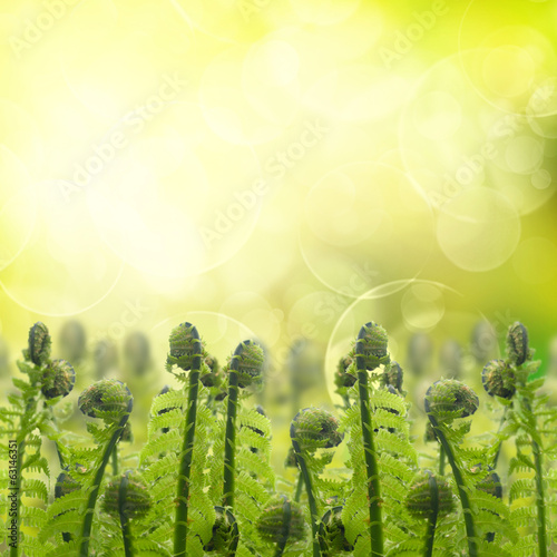 green ferm sprouts under sun