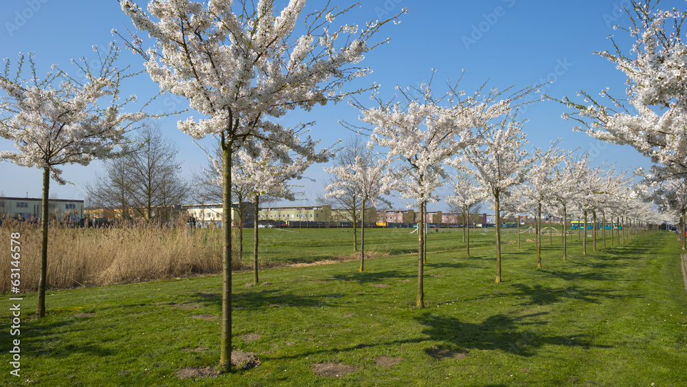 White blossoms of cherry trees under a clear sky White blossoms of cherry trees under a clear sky