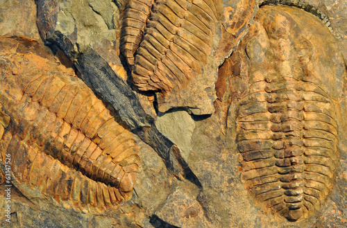 Petrified Fossils - Trilobite © petrle