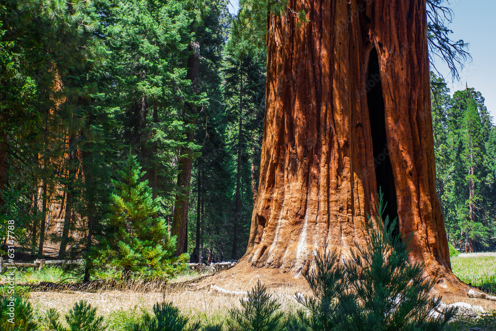 Sequoia NP