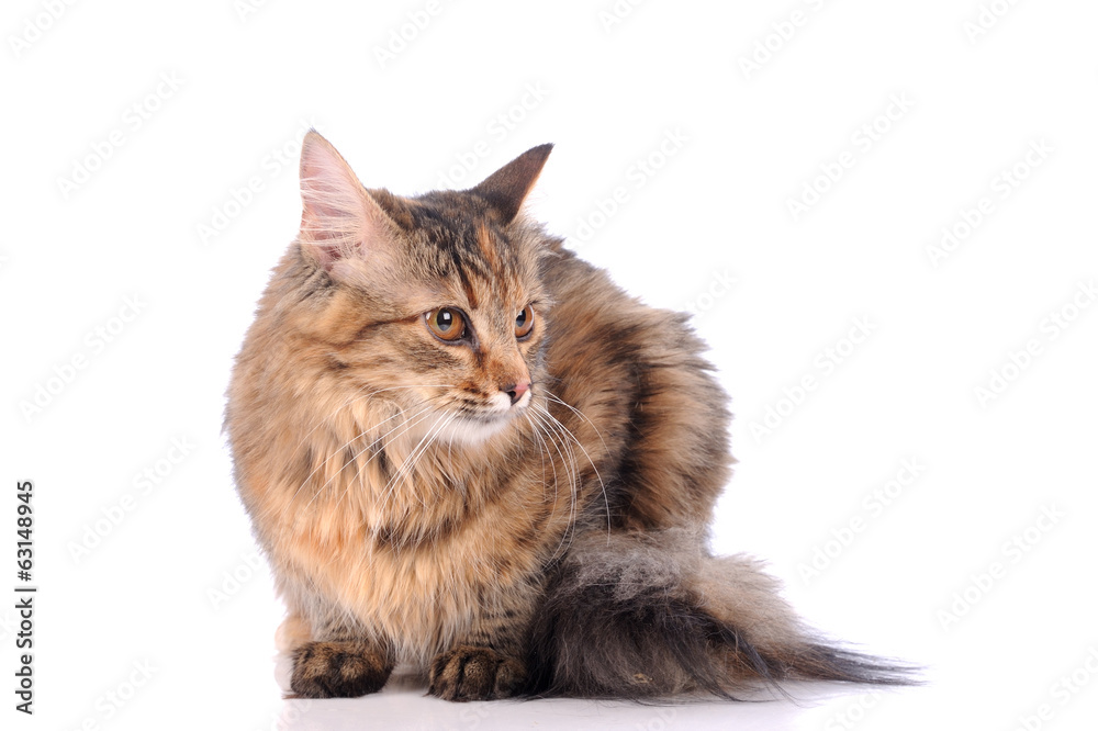 Obraz premium cat isolated over white background