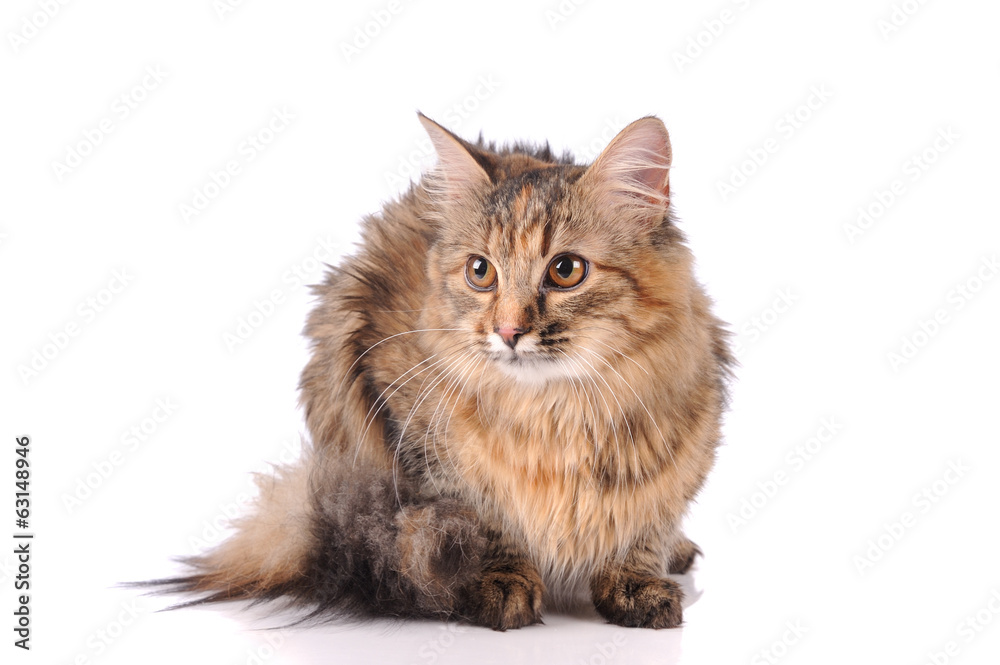 Fototapeta premium cat isolated over white background
