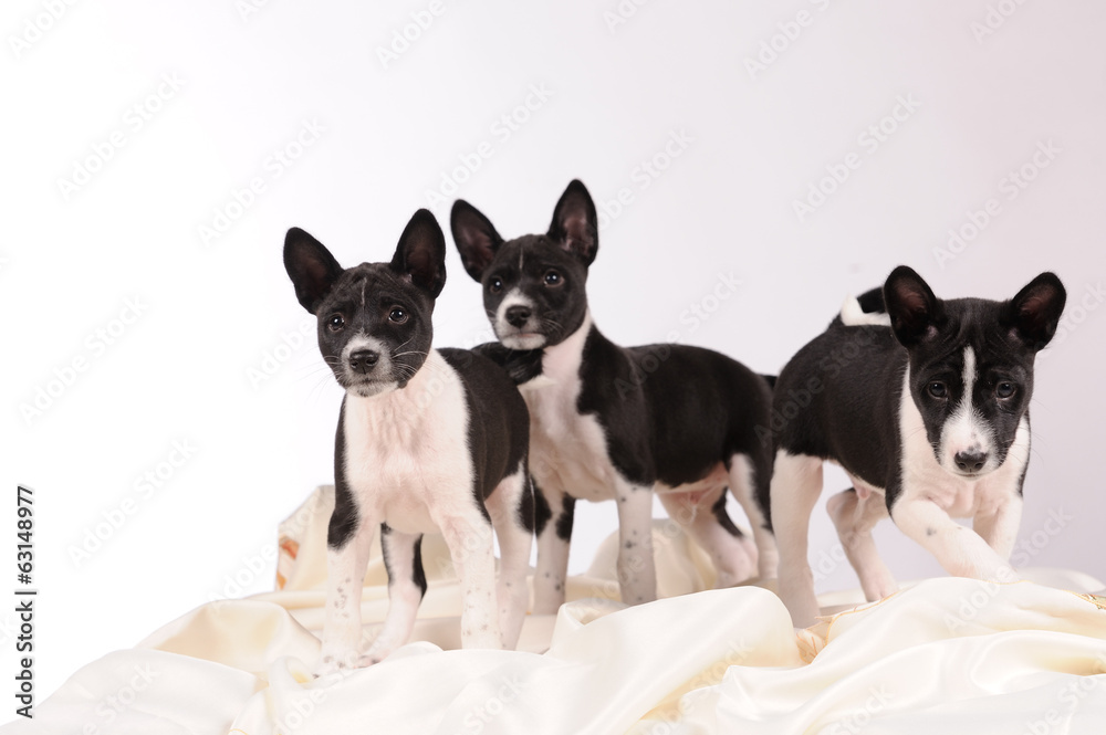 Basenji dogs puppy on grey background Basenji dogs puppy on grey background