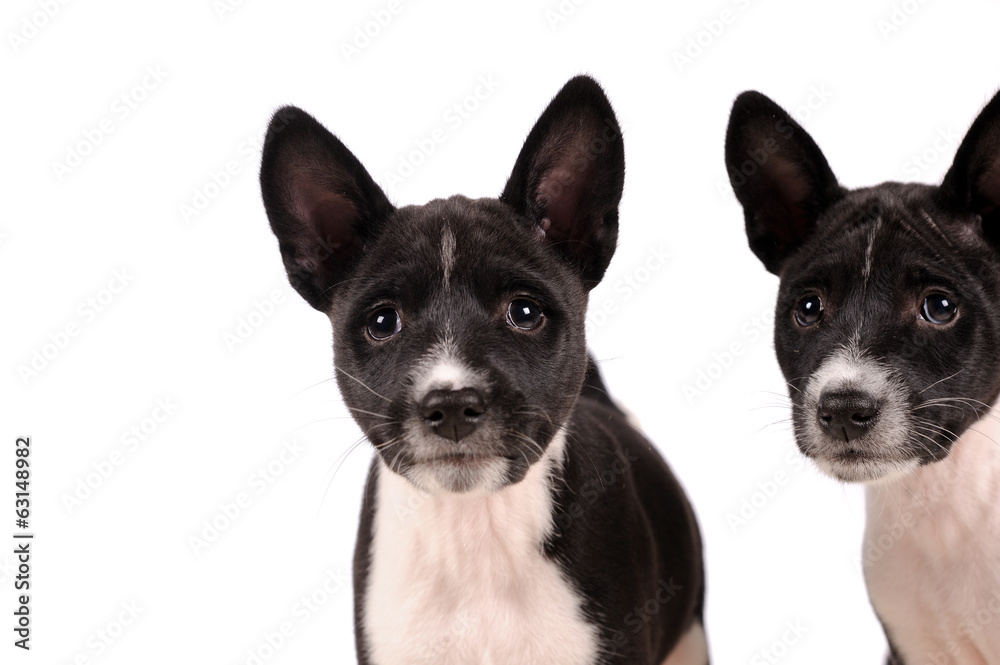 Basenji dogs puppy isolated over white background