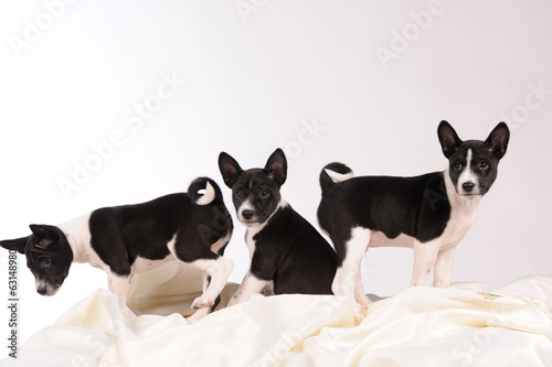 Basenji dogs puppy on grey background © Art_man