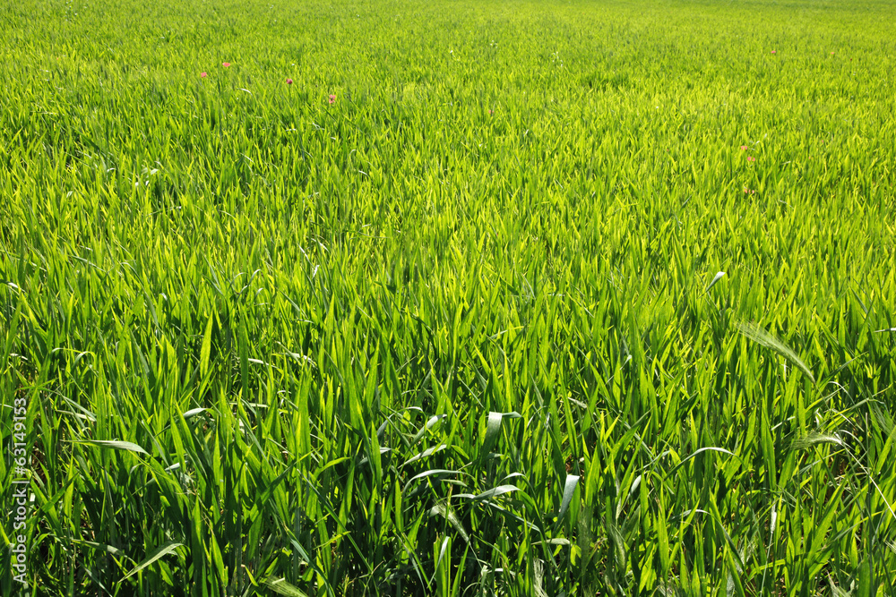 green bright grass for background green bright grass for background