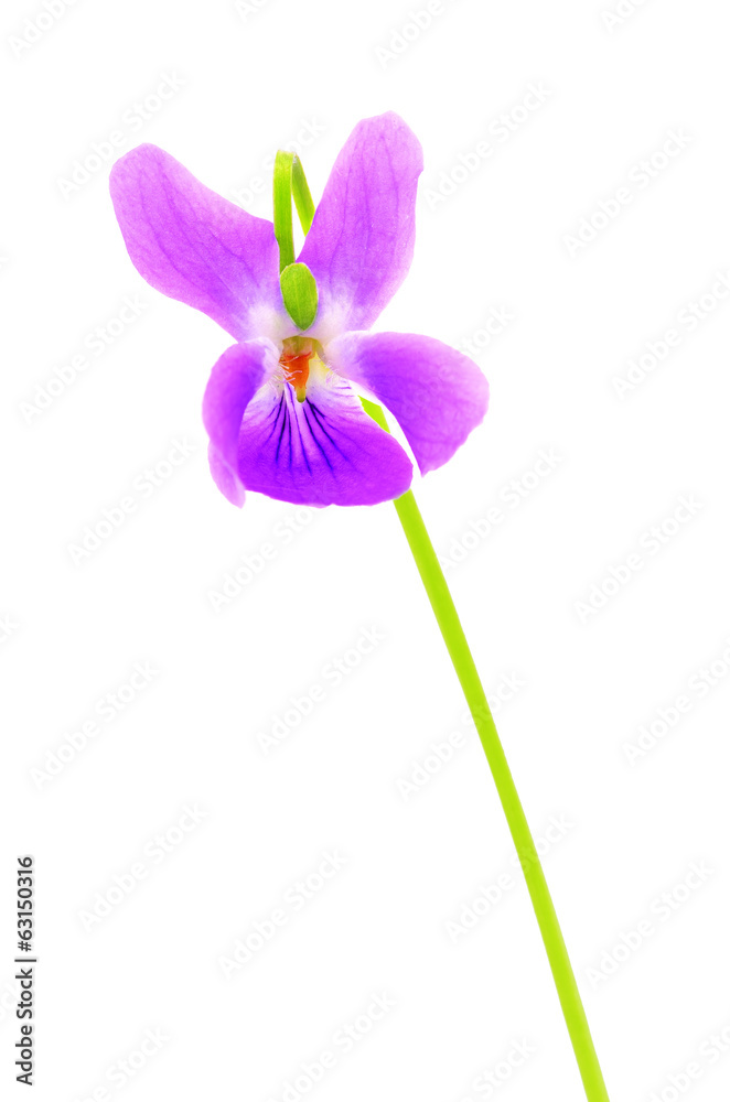 Violet flower isolated on white background Violet flower isolated on white background