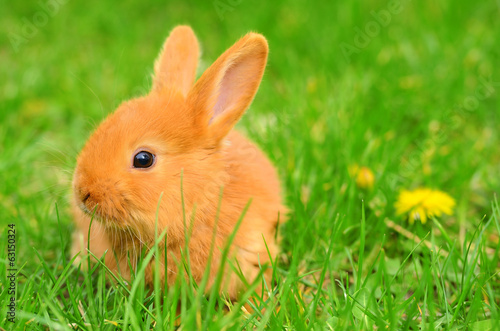 Baby bunny sitting in spring grass