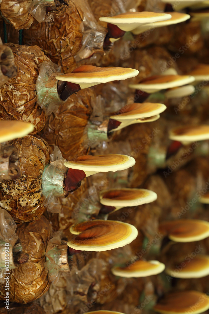Lingzhi mushrooms Lingzhi mushrooms