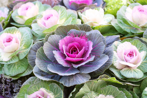 Ornamental cabbage
