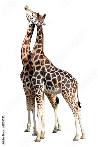 loving giraffes isolated on white background © vencav