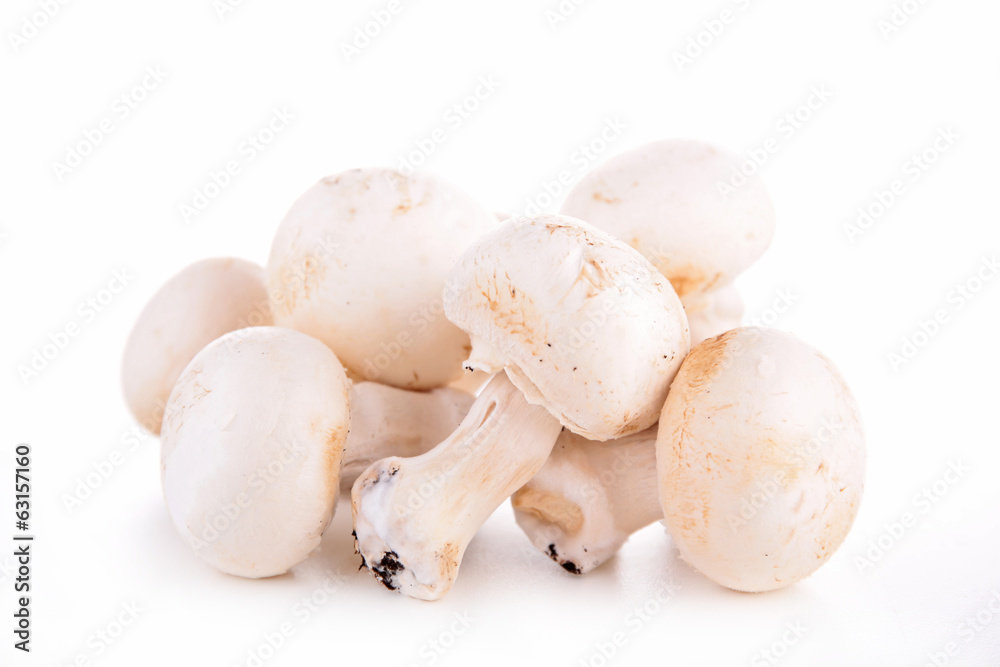 raw mushrooms isolated raw mushrooms isolated