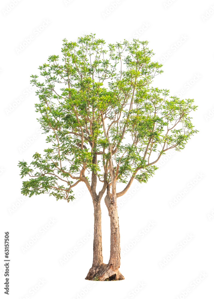 Neem plant (Azadirachta indica), tropical tree in Thailand