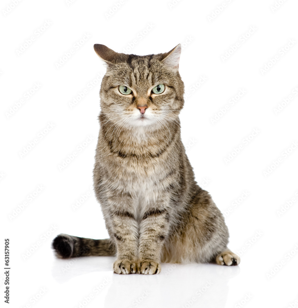 tabby cat looking at camera. isolated on white background tabby cat looking at camera. isolated on white background