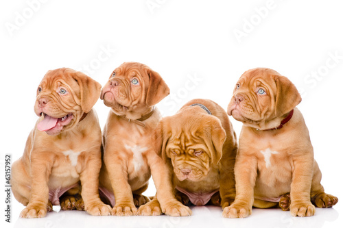 Group Bordeaux puppy dog. isolated on white background