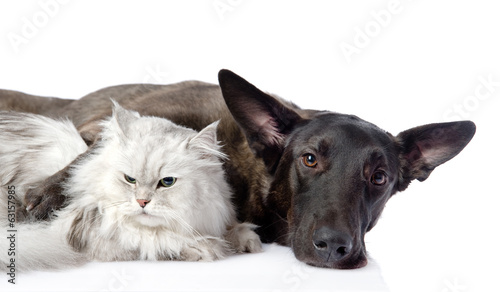 black dog and persian cat lying together. isolated on white 