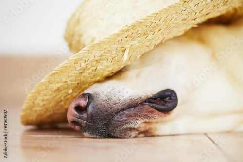 Obraz w ramie Dog with straw hat