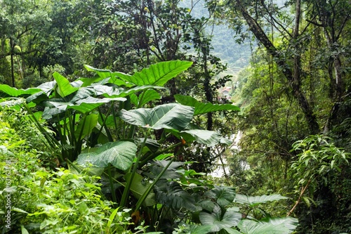 Giant taro plant in jungle