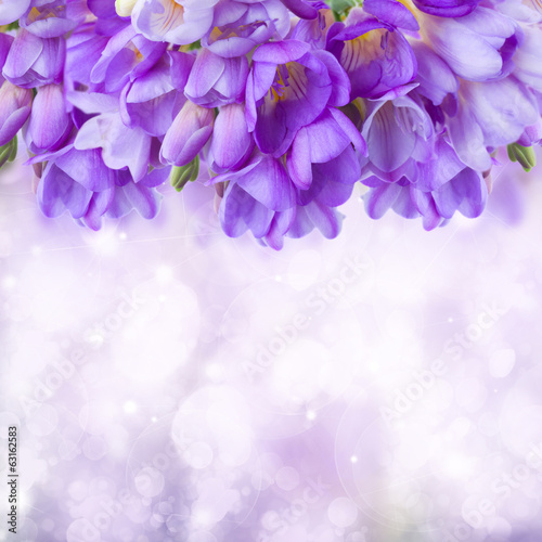 Fototapeta Naklejka Na Ścianę i Meble -  blue freesias flowers  border