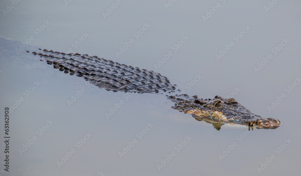 Naklejka premium Saltwater crocodile in captivity