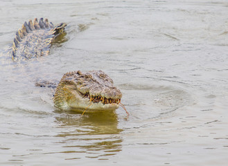 Handdoek met foto Krokodil Zoutwaterkrokodil rust op zandbodem  © akulamatiau