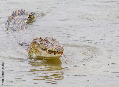 Saltwater crocodile in captivity