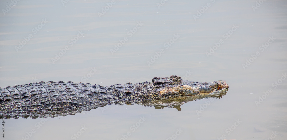 Naklejka premium Saltwater crocodile in captivity