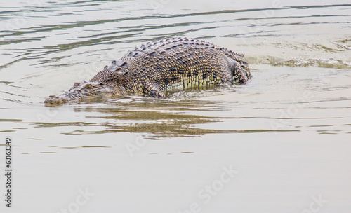 Saltwater crocodile in captivity