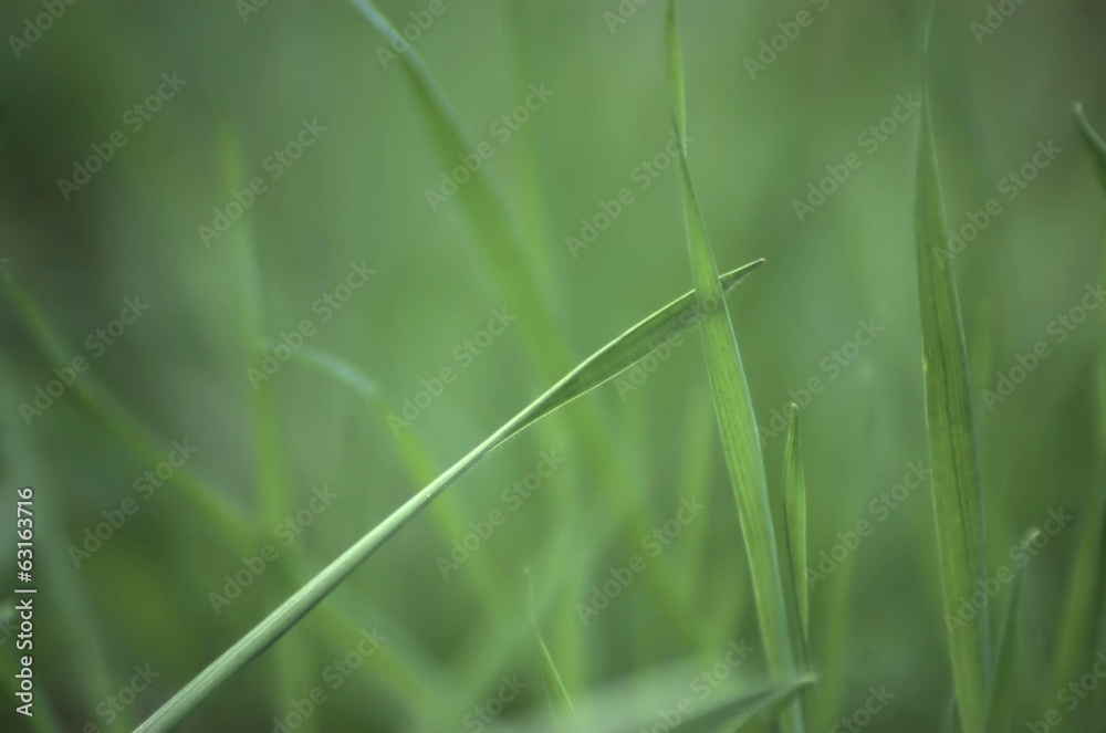 Grass blade on blured green background
