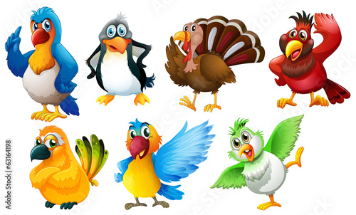 Different species of birds