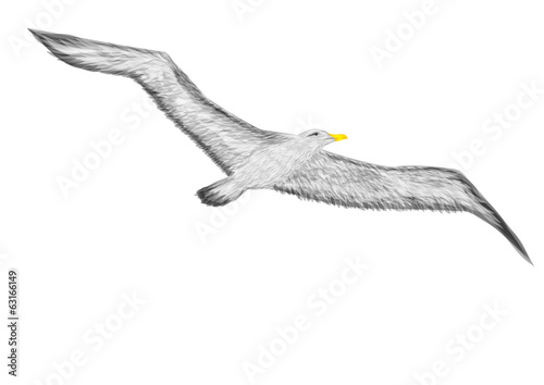 albatross