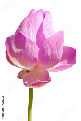 Fototapeta Naklejka Na Ścianę i Meble -  fleur de lotus