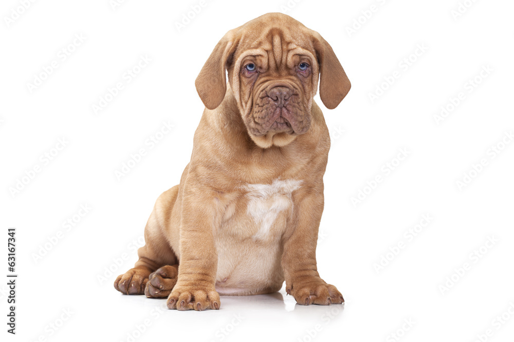 French Mastiff puppy over white background French Mastiff puppy over white background