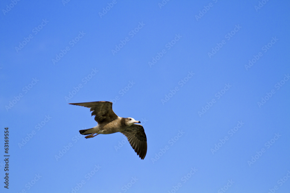 Fototapeta premium seagull in flight,Larus crassirostris