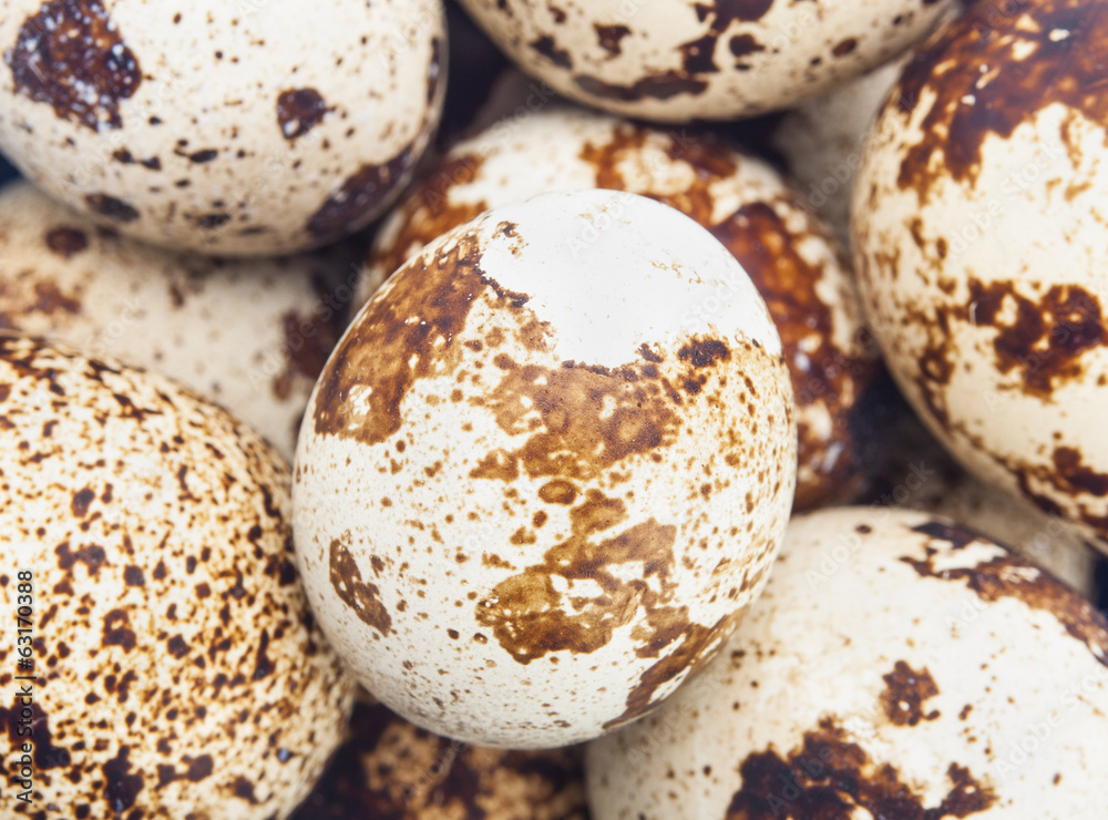 group of quail eggs