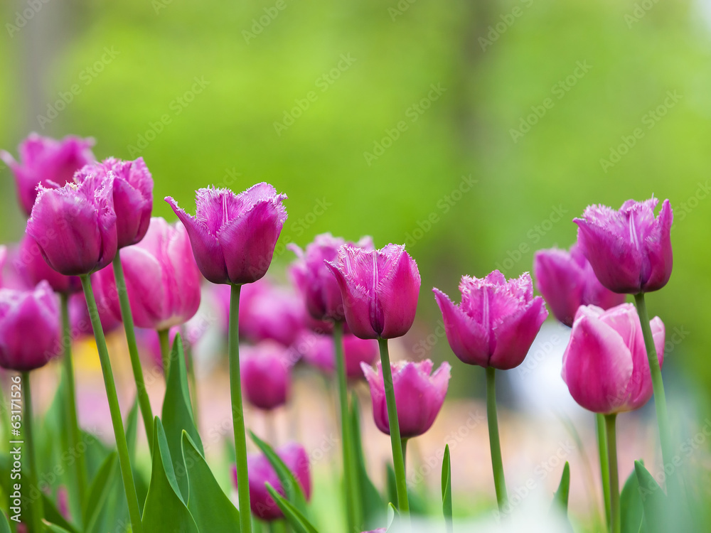 field of tulips